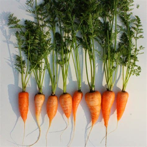 Baby Carrots O‘ahu Fresh