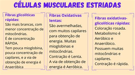 Fibras das Células Musculares Estriadas Bioquímica I