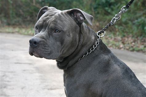 Blue Nose Pitbull History Facts Health And Care