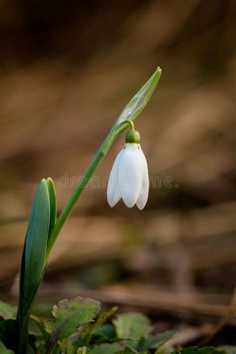 Beautiful White Snowdrops Flowers Galanthus Nivalis In The Forest