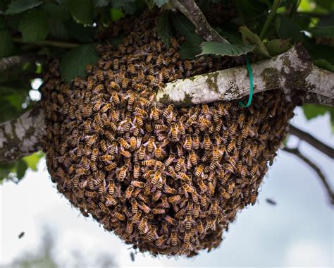 Will Bees Move Into An Empty Hive Install