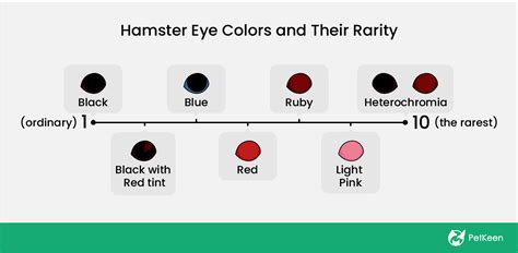 7 Hamster Eye Colors And Their Rarity With Pictures Pet Keen