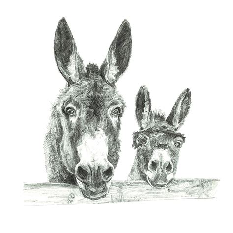 Print Two Donkeys Pencil Drawing Etsy