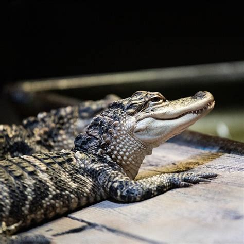 American Alligator Georgia Aquarium