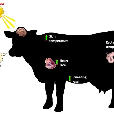 Pdf Physiological Adaptability Of Livestock To Heat Stress An Updated Review