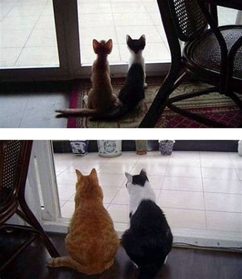 Cats Then And Now Animals