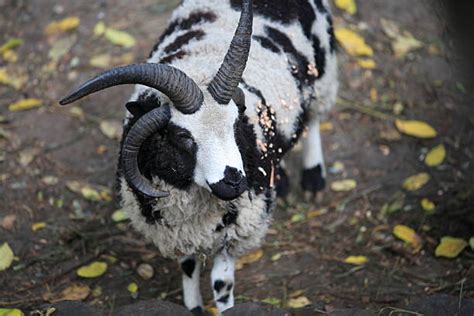 Royalty Free Jacob Sheep Pictures Images And Stock Photos Istock