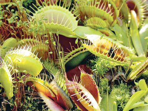 Top tips for gardening in june. Suggested: Carnivorous plants: Get your own botanical, bug ...