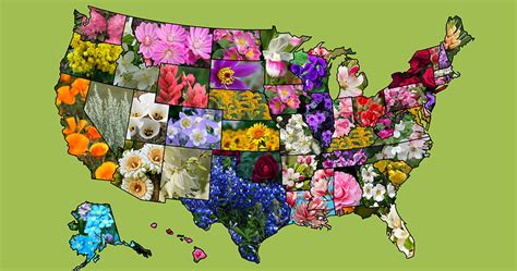 List Of Official American Us State Flowers
