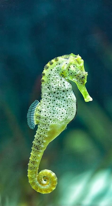 20 Colorful Seahorses That Will Make Your Jaw Drop Fallinpets In
