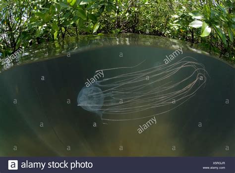 Box Jellyfish Australia High Resolution Stock Photography And Images