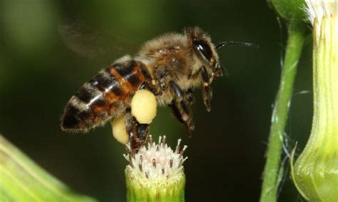 European Honey Bee Apis Mellifera