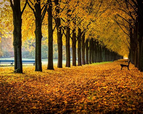壁紙 ドイツ、ニーダーザクセン、路地、公園、木、ベンチ、葉、秋 1920x1200 Hd 無料のデスクトップの背景 画像