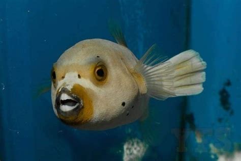 Dog Face Puffer Blackspotted Puffer Info With Care Details And Pictures