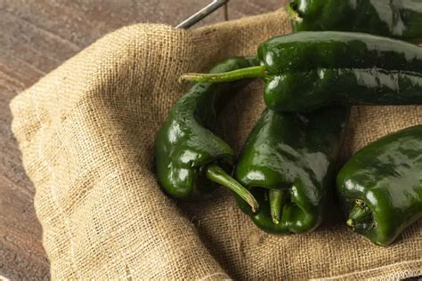 23 Mexican Chili Peppers A Complete Guide The Spicy Trio