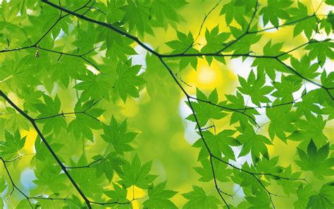 Green Leaves Desktop Wallpapers Top Free Green Leaves Desktop