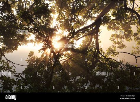 Sunbeams Through Oak Tree Branch Stock Photo Alamy