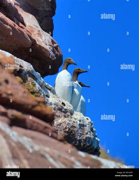 Guillemots Rocks Hi Res Stock Photography And Images Alamy