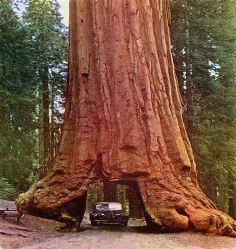 Redwood Trees In California Unusual Things Pinterest Wander And Beautiful Places