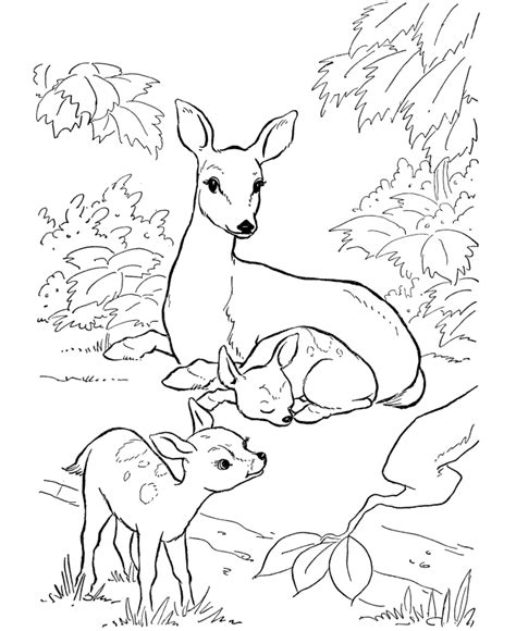Baby Deer Coloring Page - Coloring Home