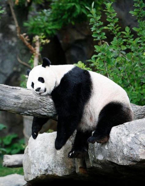 16 Best Pandas Images Funny Animals Panda Bear Cute Animals