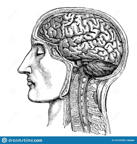 Medicine The Human Head Victorian Anatomical Drawing Stock Photo