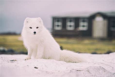 6184x4192 Fox Snow Animals Of Iceland Wildlife Iceland Black