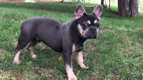French bulldogs in maryland, virginia, district of columbia, washington dc. Channing, Blue Clear Tan Points French Bulldog Stud - YouTube