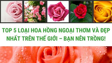 Top 5 Loại Hoa Hồng Ngoại Thơm Và đẹp Nhất Trên Thế Giới Bạn Nên