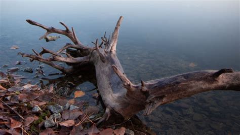 Download Wallpaper 1920x1080 Lake Fog Water Driftwood Shore Full Hd