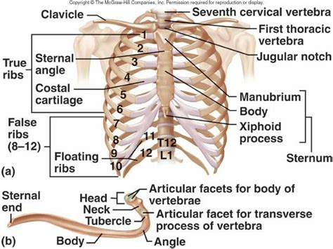 Vertebral Column And Rib Cage Anatomy Bones Anatomy A
