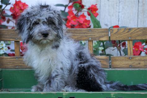 Mini Aussiedoodle For Sale Millersburg Oh Male Elvis Ac Puppies Llc