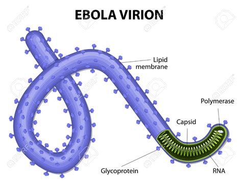 Virus Project Ebola Viral Structure
