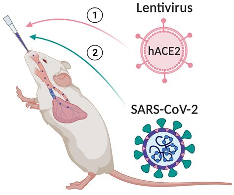 Viruses Free Full Text Modeling Sars Cov 2 Infection In Mice Using