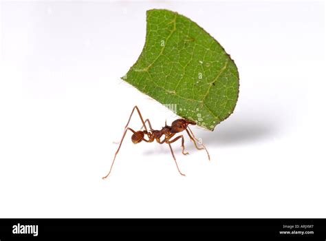 Leaf Cutter Ant With Leaf Atta Sp Stock Photo Alamy