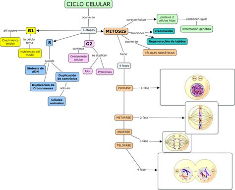Mapa Conceptual Proceso De Division Celular Mitosis Ciclo Celular Porn Sex Picture