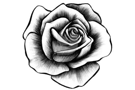 Realistic Rose Tattoo Drawing