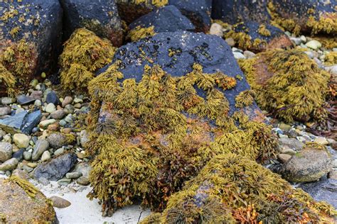 Guide To Seaweed Foraging Updated — Superfolk