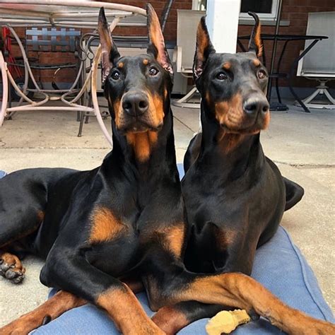 14 Cool Facts You Didnt Know About The Doberman Pinscher Petpress In