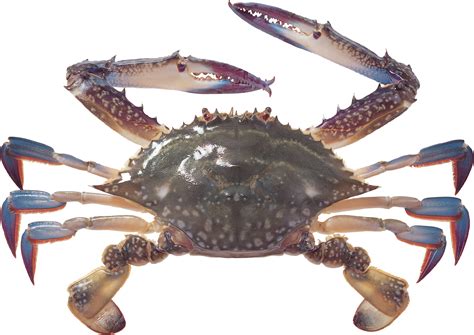 Crab Png Hd Transparent Crab Hdpng Images Pluspng