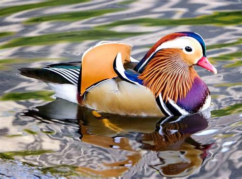 Le Colorful Ducko Duck Cult Amino
