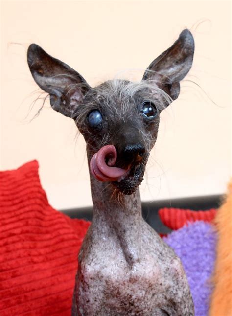 Britains Ugliest Dog Has Now Become A Model Metro News