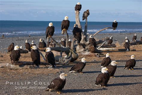 30 Bald Eagles Haliaeetus Leucocephalus Photo Kachemak Bay Homer Alaska