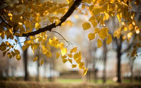 Trees Yellow Leaves Autumn Blur Nature Trees Yellow Leaves