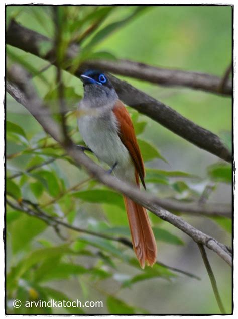 Asian Paradise Flycatcher Pictures And Detail A Bird From The Paradise