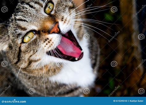 Meowing Cat Stock Photo Image Of Tabby Eyes Pink Green 61539518