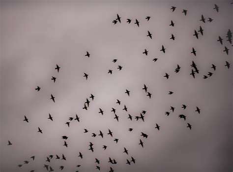 A murmuration of starlings is an amazing sight - a swooping mass of