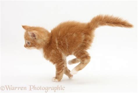 Ginger Kitten Running Photo Animals And Pets Cute Animals Running