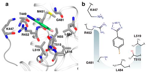 antibiotics free full text fragment based discovery of inhibitors of the bacterial dnag ssb