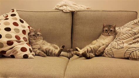 (2) remove the pillow cover and wash it with white vinegar. PsBattle: Two cats relaxing on a sofa : photoshopbattles